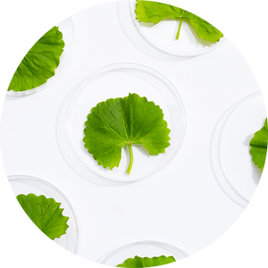 Centella Asiatica